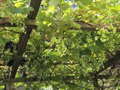 WhatsApp Image 2025-08-27 at 16.02.50.jpeg